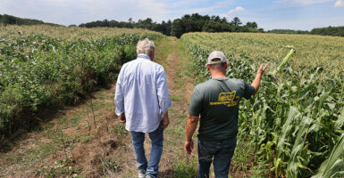 two farmers walk through a large cornfield