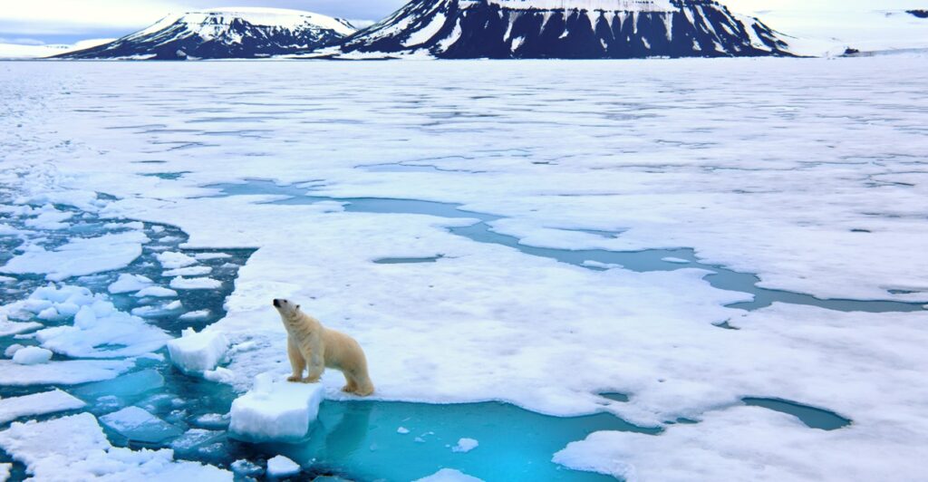 A polar bear waits on a patch of ice as it looks out into the ocean.