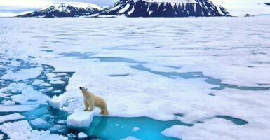 A polar bear waits on a patch of ice as it looks out into the ocean.