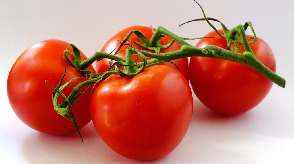 Four juicy tomatoes on the vine against a white backdrop.