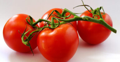 Four juicy tomatoes on the vine against a white backdrop.