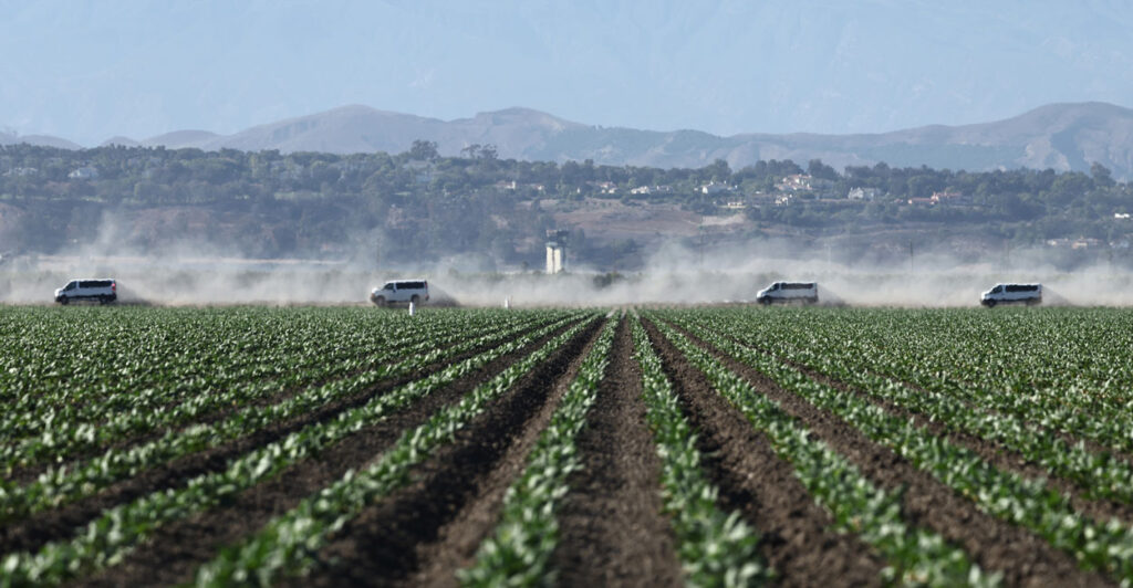 View across a marijuana field of vans driving, kicking up dust.