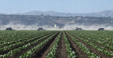 View across a marijuana field of vans driving, kicking up dust.