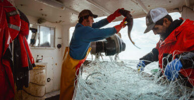 A Maine fisherman holds up a fish on a boat, while crewmate works through white net.