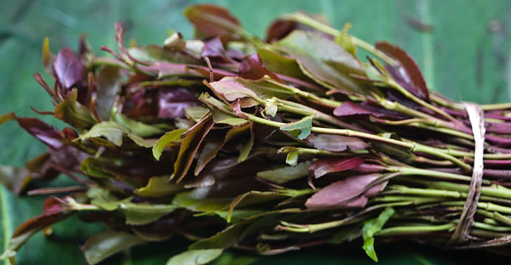 Leaves of the drug khat