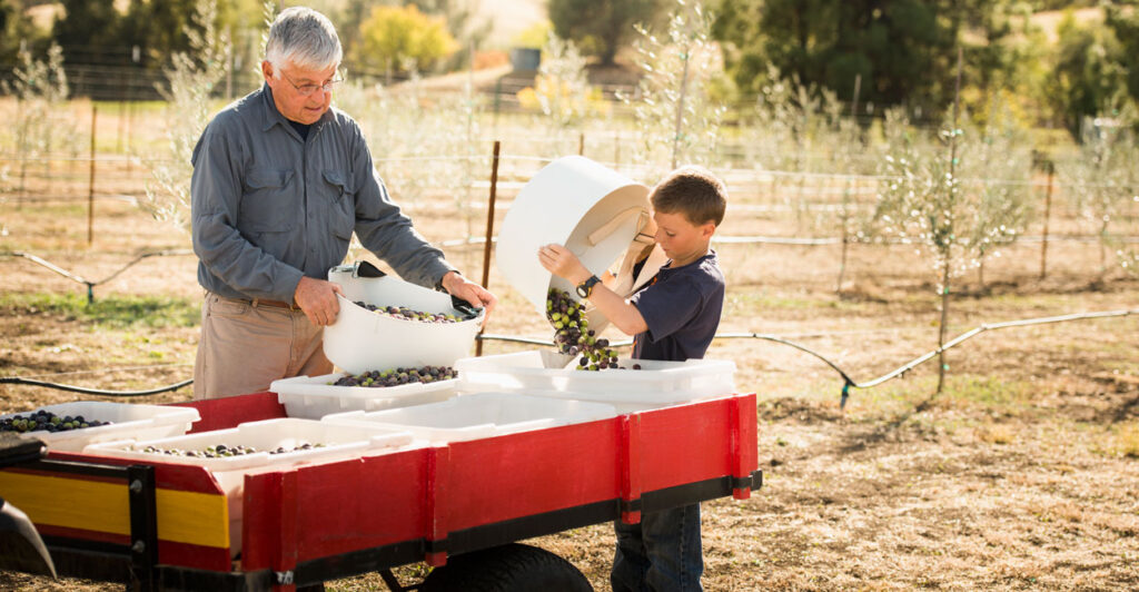 Grandfather and grandson working with olives on farm.