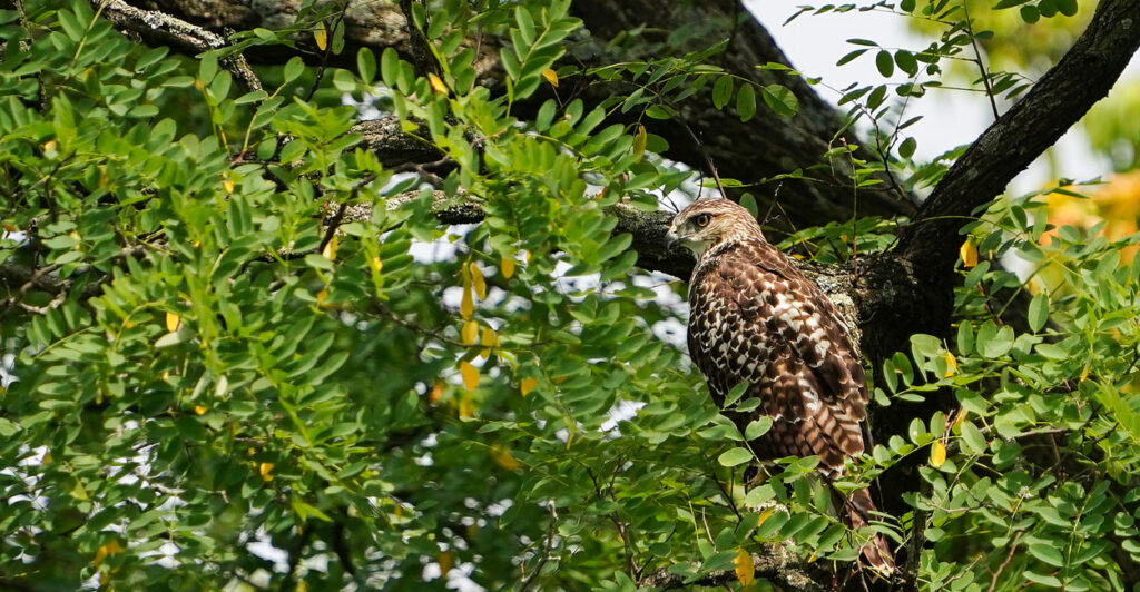 A hawk is seen in a tree.