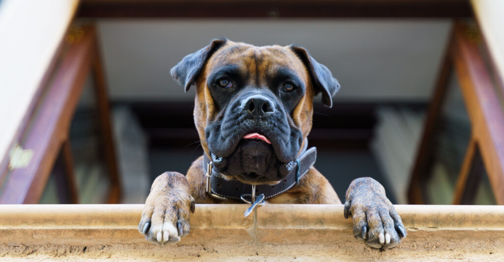 Dog with a funny face leaning out of the window of a house and looking at the camera